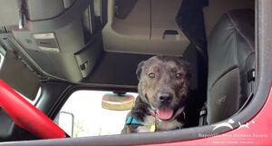 A Shelter Dog’s Happy Ending After 372 Days: Finds a New Dad and Jumps into the Truck with Joy