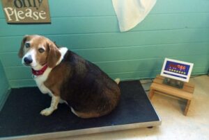 Portly Pup: Overweight Beagle Discovered in a State of Immobile Overindulgence