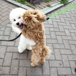 Nico, a Small Puppy Rescued from a Shelter, Ran Over 6 Kilometers to Reunite with a Beloved Companion She Met on the Street, Showcasing Remarkable Determination and Loyalty