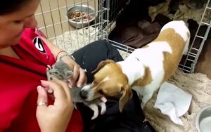 Dog Rescues Kitten From Shelter Staff and Brings Him to Her Home Run Pen