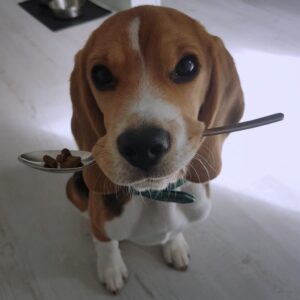 Adorable Beagle Begs for Food, Resting Its Snout on Its Owner’s Lap