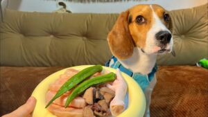 ASMR Beagle eat raw foods