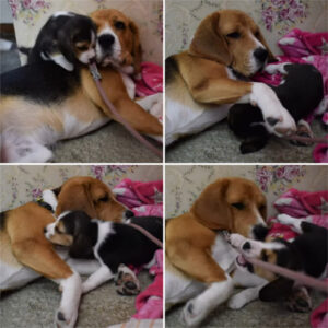 The Self-Sacrificing Beagle Mother