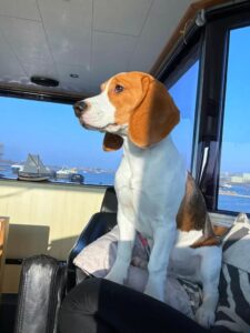 Mic the Beagle Sets Sail: Capturing Hearts with Adorable Ocean Escapades