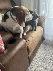 The Unbreakable Bond Between a Beagle and a Black Cat Warms the Heart