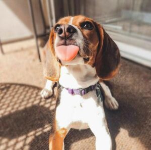 The Charming Beagle: A Lovable Dog with a Comical Expression and a Unique Gait