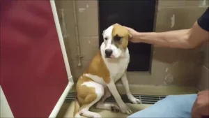 The Heartbreaking Tale of a Pup’s Persistent Wait: A Dog’s 2-Year Journey in Shelter Solitude