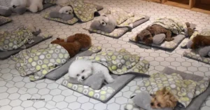 Puppy Daycare Center Posts Adorable Photos Of Pups Sleeping Together, And They Go Viral