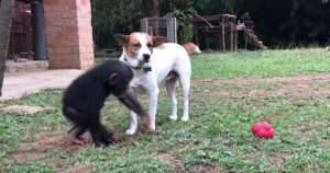 Dying puppy is nursed back to life with the help of some loving chimpanzees