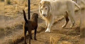 Labrador Comes Face To Face With A Huge White Lion, But The Lion Grabs Her Leg