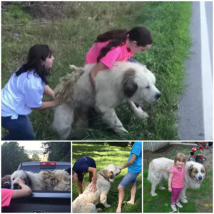 The family was going out to meet the giant dog abandoned by the roadside, so they stopped to pick it up and take care of it