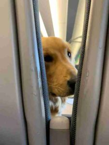 A playful puppy becomes bored on a plane and takes it upon itself to entertain the passengers, adding unexpected joy to the journey.