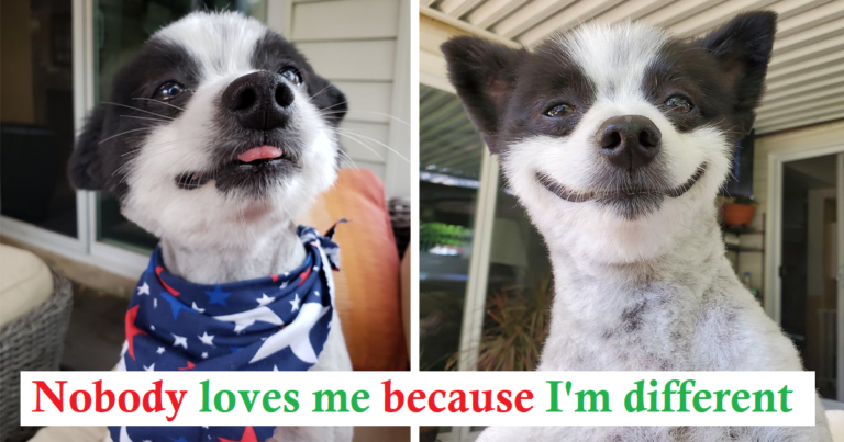 Little Puppy Who Has A Permanent Big Smile On His Face Brings Joy To Everyone