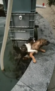 A Brave Dog Jumps Into Water to Save Drowning Cat