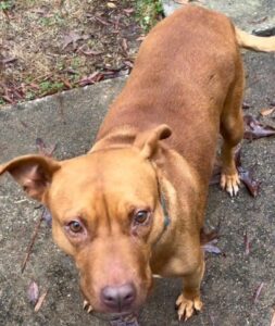 A Shy Pit Bull Finds Trust After a Lifetime in the Wilderness, Thanks to Months of Dedication from a Stranger