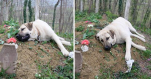 A Dog’s Loyalty: Daily Visits to His Late Owner’s Grave