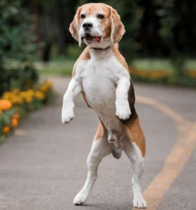 Paws in Motion: Canine Choreography as Dogs Dance to the Beat on Hind Legs!