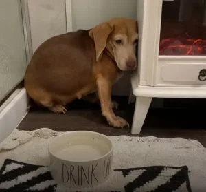 A Senior Beagle’s Redemption: Couple Rescues Abandoned Dog, Offering a Second Chance at Life