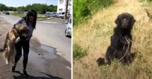 A woman rescues a stray dog from the road and then spots another dog in the field with a rope, prompting her to take action and save it too.