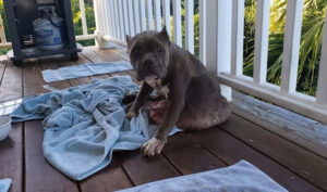 Alone dog burdened by excruciating tumor, enveloped in anguish and abandoned, desperate for reprieve