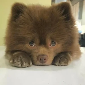 An abandoned Pomeranian dog, deemed “too big,” rises to fame on Instagram, proving that every pup deserves love and attention regardless of size.