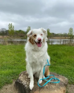 Ohio Dog Greets His Blind Companion in the Most Heartwarming Way