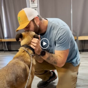 Blind Malinois Scheduled To Be Euthanized Finds The Best New Home