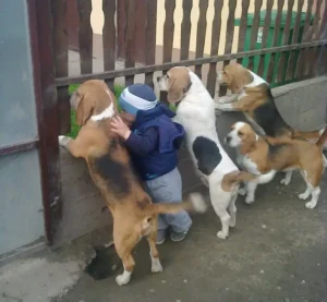 Inspiring Innocence: 4-Year-Old Boy’s Daily Routine with Puppies and Welcoming Parents Home from Work Touches Hearts Everywhere