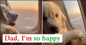 Adorable puppy enjoys his first flight on a plane – and even gets a window seat