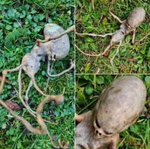 Neighbor finds ‘alien’ object in their backyard that has the internet stumped