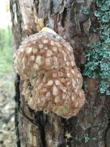 “What Is This Mysterious 20cm Object Found Dripping Liquid in a Swedish Forest?”